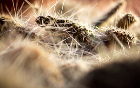 Колючки кактуса