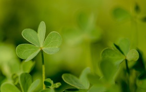 Молодой зеленый листик