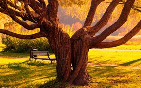 	 Bench under a tree