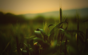 Колосья пшеницы