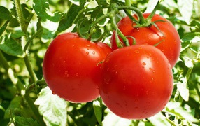 	  Juicy tomatoes