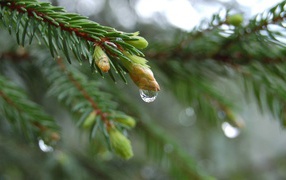 Весенние побеги