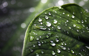 Лист с каплями воды