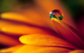 Капля на лепестке