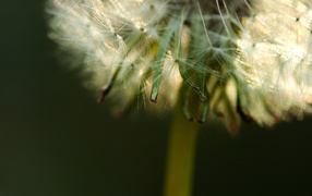 Одуванчик крупным планом