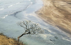 Цветущее дерево в Индии