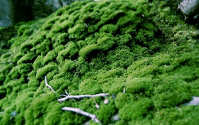 	   Moss green