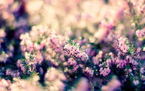 Растение с цветами