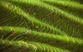 Чайные плантации в горах