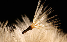 Пушинка одуванчика