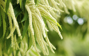 Листья и цветы дерева