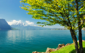 Green tree on the shore of Lake