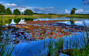 Растения на поверхности озера