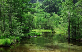 Река среди зеленого леса