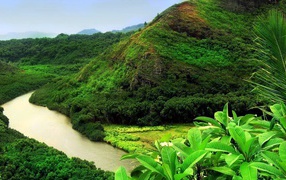 Джунгли вдоль реки