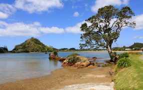 Дерево на берегу озера