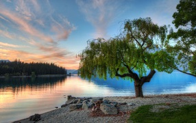 Дерево на берегу озера