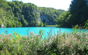 Трава на берегу озера