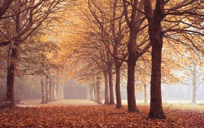 Осенняя аллея