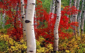 Autumn forest in Colorado
