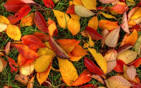 Осенние листья