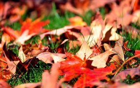 Осенние листья на траве