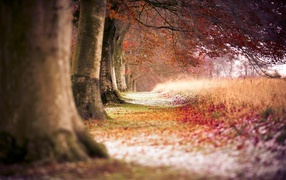 Beech autumn trees