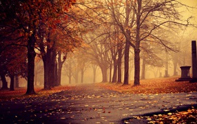 Глубокая осень в городском парке