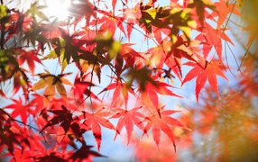 Красные листья в лучах солнца