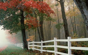 Белый забор в осеннем лесу