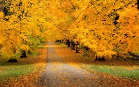 Yellow trees in autumn park
