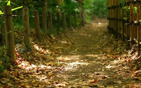 Дорога усыпанная осенними листьями