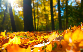 Покрывало из листьев