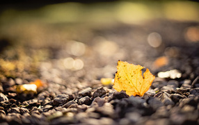 Осенний лист на камнях