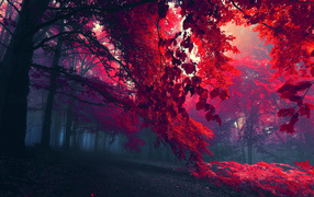 Красные листья и туман