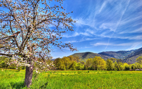 Яблоня весной