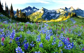 Красивый пейзаж природы весной