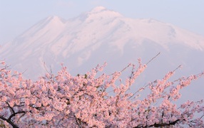 Красивое цветение дерева весной