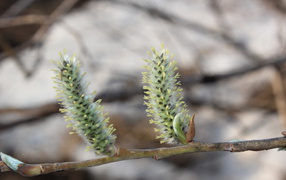 Красивая ветка вербы весной