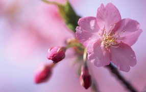 Красивое розовое цветение дерева весной