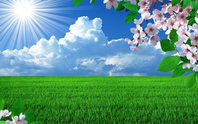 Красивое поле весной