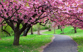 Beautiful spring flowering tree