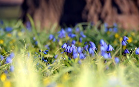 Красивая поляна весной