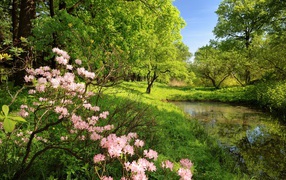 Beautiful spring river