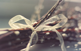 Красивая весенняя верба