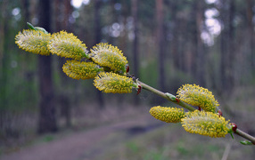 Красивая верба весной