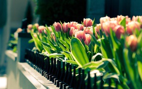 Красота весенних цветов