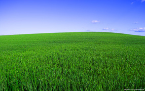 Красота весенней поляны