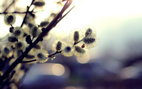 Красота весенней ветки вербы