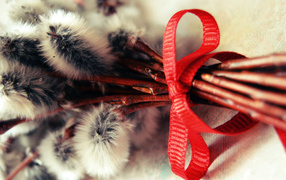 Красота вербы весной